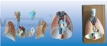 The model of respiratory system (7 parts)